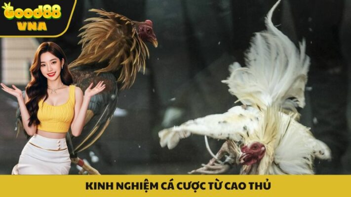 Kinh nghiệm từ cao thủ